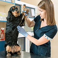 Few Reason for People Choose GlobalVet Claims