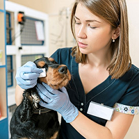 Few Reason for People Choose GlobalVet Claims