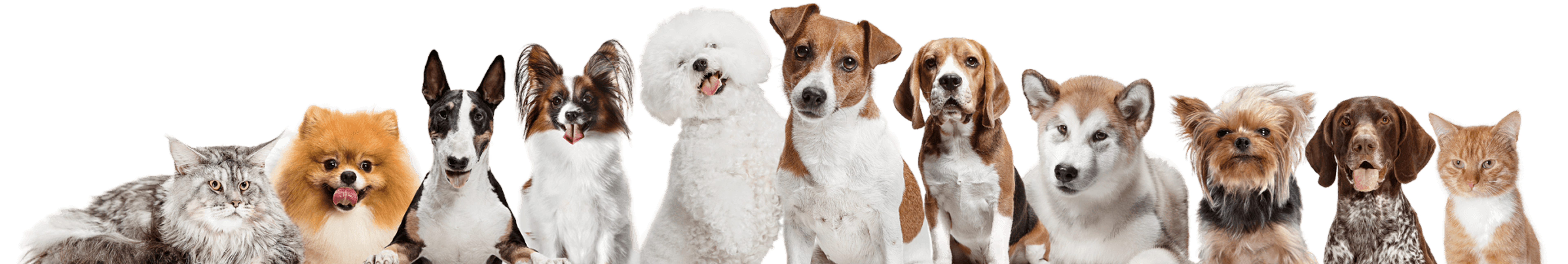 Our Pets Need a Lot of Care Human Support